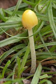 Attēlu rezultāti vaicājumam “Bolbitius vitellinus”