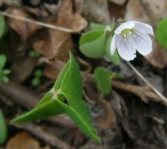 Attēlu rezultāti vaicājumam “Oxalis acetosella”
