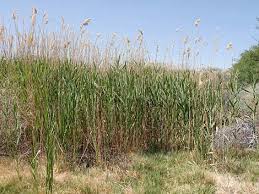 Attēlu rezultāti vaicājumam “Phragmites communis”