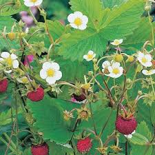 Attēlu rezultāti vaicājumam “Fragaria x ananassa flower”