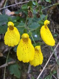 Image result for Calceolaria