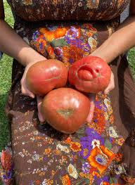 Afbeeldingsresultaat voor Pink Brandywine tomato