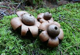 Attēlu rezultāti vaicājumam “Geastrum rufescens”