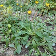 Attēlu rezultāti vaicājumam “Pilosella officinarum”