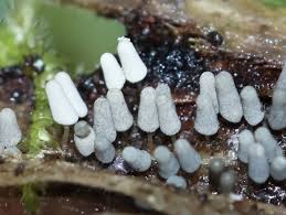 Attēlu rezultāti vaicājumam “Arcyria cinerea”