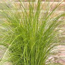 Attēlu rezultāti vaicājumam “Najas tenuissima”