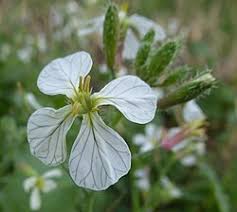 Attēlu rezultāti vaicājumam “Raphanus raphanistrum flower”