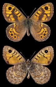 Attēlu rezultāti vaicājumam “Lasiommata megera underside”