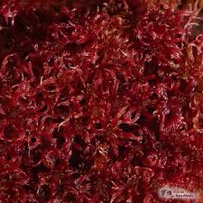 Attēlu rezultāti vaicājumam “Sphagnum russowii”