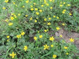 Attēlu rezultāti vaicājumam “Ranunculus elatior leaf”