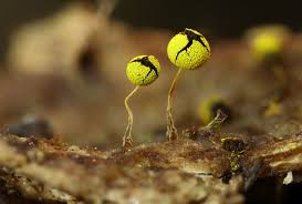 Attēlu rezultāti vaicājumam “Physarum viride var. aurantium spores”