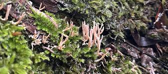 Attēlu rezultāti vaicājumam “Lentaria”