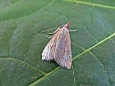 Attēlu rezultāti vaicājumam “Udea lutealis”