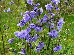 Attēlu rezultāti vaicājumam “Polemonium caeruleum”