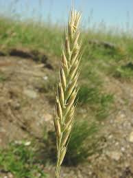 Attēlu rezultāti vaicājumam “Elytrigia repens”