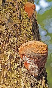 Attēlu rezultāti vaicājumam “Phellinus pomaceus”