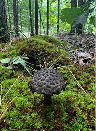 Attēlu rezultāti vaicājumam “Phleogena faginea sessile”
