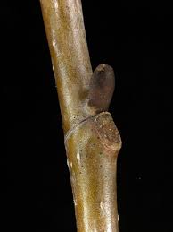 Attēlu rezultāti vaicājumam “Liriodendron tulipifera bud”