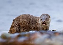 Attēlu rezultāti vaicājumam “Lutra lutra”