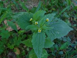 Attēlu rezultāti vaicājumam “Galinsoga quadriradiata leaf”