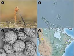 Attēlu rezultāti vaicājumam “Sclerophora pallida”