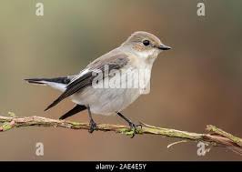 Attēlu rezultāti vaicājumam “Ficedula hypoleuca juvenile”