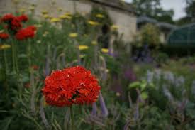 Attēlu rezultāti vaicājumam “Silene chalcedonica fruit”