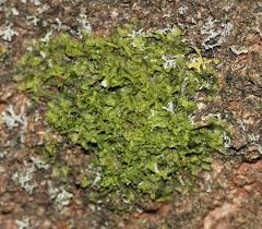 Attēlu rezultāti vaicājumam “Metzgeria furcata”