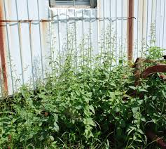 Attēlu rezultāti vaicājumam “Scrophularia nodosa”