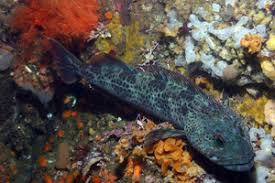 Image result for Ophiodon elongatus