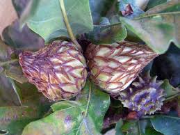 Attēlu rezultāti vaicājumam “Andricus foecundatrix”