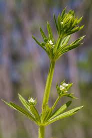 Attēlu rezultāti vaicājumam “Galium aparine leaf”