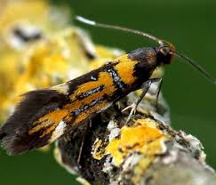 Attēlu rezultāti vaicājumam “Oecophoridae”