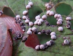 Attēlu rezultāti vaicājumam “Diderma testaceum sessile”