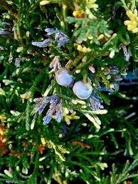 Attēlu rezultāti vaicājumam “Juniperus sabina”