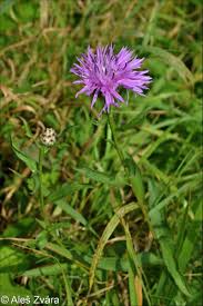 Attēlu rezultāti vaicājumam “Centaurea jacea fruit”