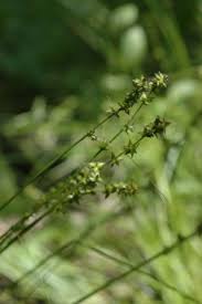 Attēlu rezultāti vaicājumam “Carex scandinavica”