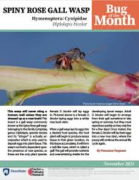 Attēlu rezultāti vaicājumam “Diplolepis bicolor”