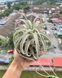 Attēlu rezultāti vaicājumam “Trichia varia sessile”