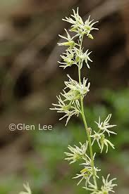 Attēlu rezultāti vaicājumam “Echinocystis lobata flower”