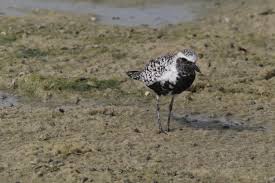 Attēlu rezultāti vaicājumam “Pluvialis squatarola adult”