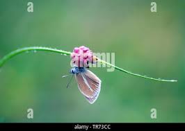 Attēlu rezultāti vaicājumam “Agrodiaetus damon”