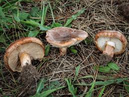 Attēlu rezultāti vaicājumam “Trichia flavicoma”