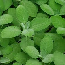 Attēlu rezultāti vaicājumam “Salvia officinalis leaf”