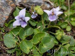 Attēlu rezultāti vaicājumam “Viola palustris”