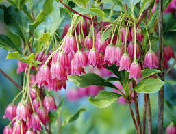 Attēlu rezultāti vaicājumam “Enkianthus chinensis”