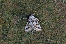 Attēlu rezultāti vaicājumam “Nymphula nitidulata”