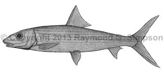 Image result for Albula vulpes