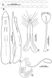 Attēlu rezultāti vaicājumam “Lycogala convexum young”