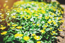 Attēlu rezultāti vaicājumam “Ranunculus auricomus flower”